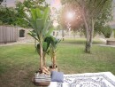 EUROPALMS Banana Tree, artificial plant, 210cm