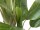 EUROPALMS Bananenbaum, Kunstpflanze, 170cm