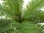 EUROPALMS Cycas Palme, Kunstpflanze, 70cm