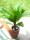 EUROPALMS Cycas Palme, Kunstpflanze, 70cm