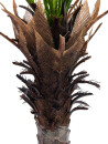 EUROPALMS Phönix Palme deluxe, Kunstpflanze  220cm