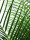 EUROPALMS Phönix Palme deluxe, Kunstpflanze  220cm