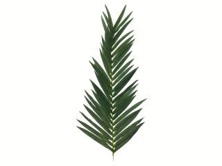 EUROPALMS Kokos-Königspalmwedel, künstlich, 150cm