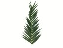 EUROPALMS Kokos-Königspalmwedel, künstlich, 150cm