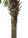EUROPALMS Phönixpalme luxor, Kunstpflanze, 300cm