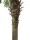 EUROPALMS Phönixpalme luxor, Kunstpflanze, 300cm