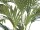 EUROPALMS Kanarische Dattelpalme, Kunstpflanze, 240cm