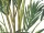 EUROPALMS Kanarische Dattelpalme, Kunstpflanze, 240cm