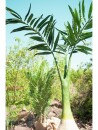 EUROPALMS Phönix Palme, Kunstpflanze, 240cm