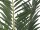 EUROPALMS Phönix Palme, Kunstpflanze, 240cm
