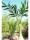 EUROPALMS Phönix Palme, Kunstpflanze, 240cm