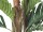 EUROPALMS Kentia Palme, Kunstpflanze, 120cm