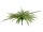 EUROPALMS Boston Fern, artificial plant, green, 70cm