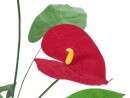 EUROPALMS Anthurium, artificial, 70cm