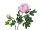 EUROPALMS Pfingstrosenzweig Premium, Kunstpflanze, pink, 100cm