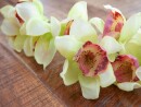 EUROPALMS Cymbidium branch, artificial, green, 90cm
