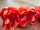 EUROPALMS Cymbidium branch, artificial, red, 90cm