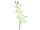EUROPALMS Orchideenzweig, künstlich, creme-weiß, 100cm
