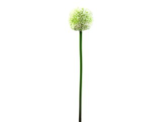 EUROPALMS Alliumzweig, künstlich, cremefarben, 55cm