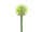 EUROPALMS Alliumzweig, künstlich, cremefarben, 55cm