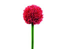 EUROPALMS Alliumzweig, künstlich, rot, 55cm