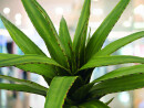 EUROPALMS Aloe (EVA), artificial, green, 50cm