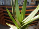 EUROPALMS Aloe (EVA), artificial, green, 50cm