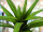 EUROPALMS Aloe (EVA), artificial, green, 50cm