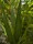 EUROPALMS Aloe (EVA), artificial, green, 50cm
