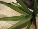 EUROPALMS Aloe (EVA), artificial, green, 66cm