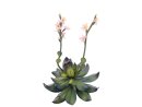 EUROPALMS Houseleeks (EVA), artificial plant, pink, 32cm