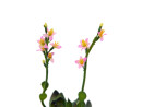 EUROPALMS Houseleeks (EVA), artificial plant, pink, 32cm