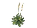 EUROPALMS Houseleeks (EVA), artificial plant, yellow, 32cm