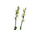 EUROPALMS Houseleeks (EVA), artificial plant, yellow, 32cm