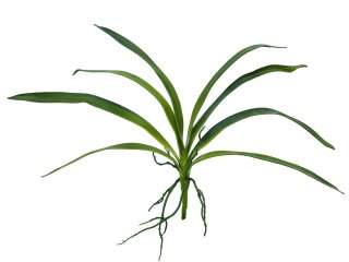 EUROPALMS Orchid leaf (EVA), arificial, green, 45cm