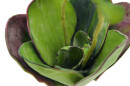 EUROPALMS Seerose (EVA), Kunstpflanze,geschlossen,...