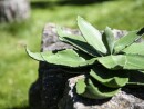 EUROPALMS Agave (EVA), artificial, green, 35cm