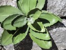EUROPALMS Agave (EVA), artificial, green, 35cm