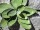 EUROPALMS Agave (EVA), artificial, green, 35cm