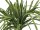 EUROPALMS Sea grass (EVA), artificial, green