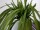 EUROPALMS Sea grass (EVA), artificial, green