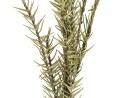 EUROPALMS Rosmarinzweig (EVA), künstlich, grün