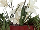 EUROPALMS Clematis Branch (EVA), artificial, white
