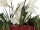EUROPALMS Clematis Branch (EVA), artificial, white