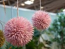 EUROPALMS Succulent Ball (EVA),artificial plant, pink, 20cm