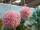 EUROPALMS Succulent Ball (EVA),artificial plant, pink, 20cm