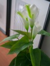 EUROPALMS Mini Calla, artificial plant, white, 43cm
