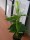 EUROPALMS Mini Calla, artificial plant, white, 43cm