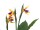 EUROPALMS Bird-of-paradise Flower, artificial plant, 90cm