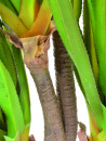 EUROPALMS Sabre-tooth century plant, artificial plant, 185cm